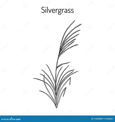 Silvergrass Miscanthus Sinensis , Ornamental Plant Stock Vector