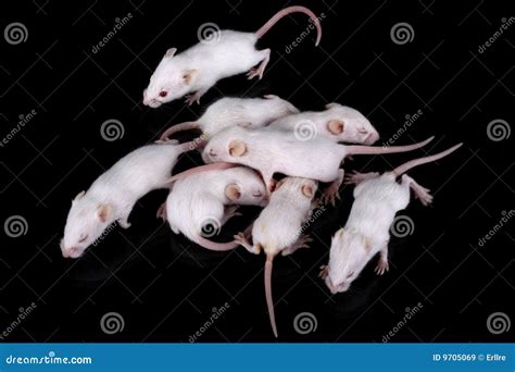 Mus musculus stock image. Image of medicine, vermin, laboratory - 9705069