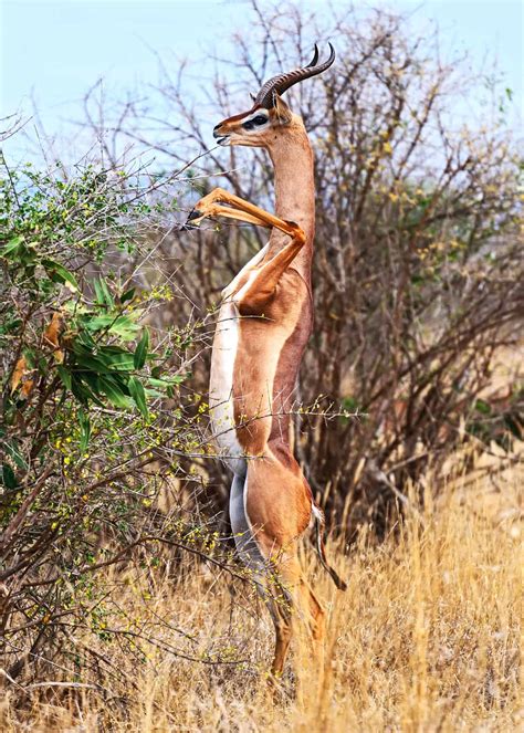 69 Strange, Cool, and Weird Animals: Mammals, Reptiles, Insects