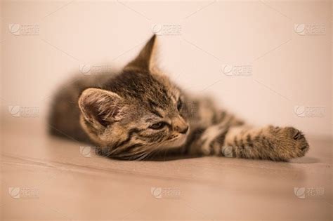 每一帧 都充满 是 挑逗 91猫宝宝 精华