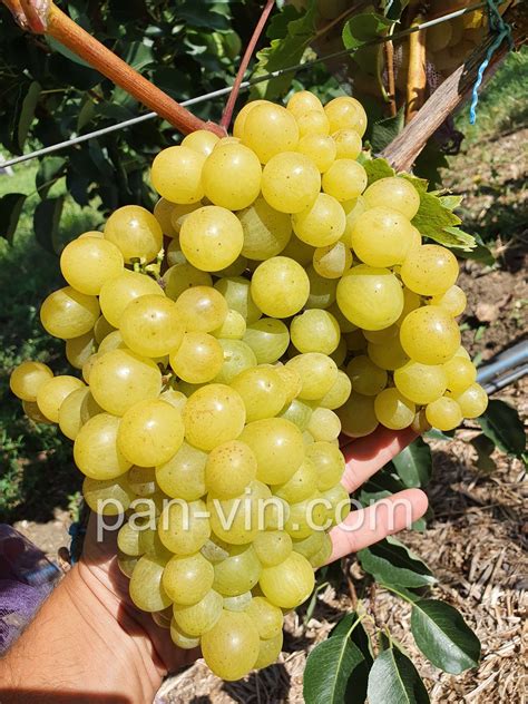 Солнышко — pan-vin.com