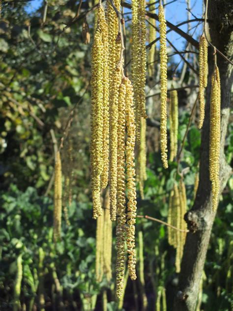 Terra e Sementes: Aveleira