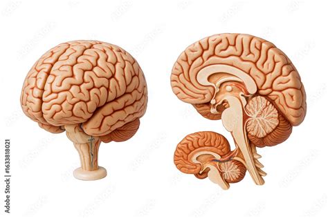 detailed anatomical model   human brain displaying cerebrum