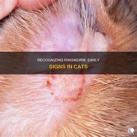 Recognizing Ringworm: Early Signs In Cats | PetShun