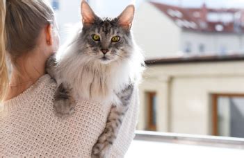 The Symphony of Purrs: A Guide to Affectionate Cat Names - namingcat