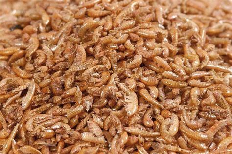 DRIED GAMMARUS WHOLESALE - ArtemiaDirect (Austria Manufacturer ...