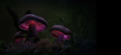 Светящиеся грибы | FotoRelax