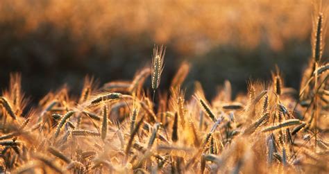 Ruis on taitolaji -ruisillat huhtikuussa | Farmit