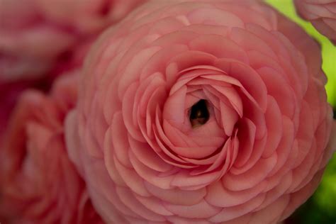 Persian Buttercup Flower · Free Stock Photo