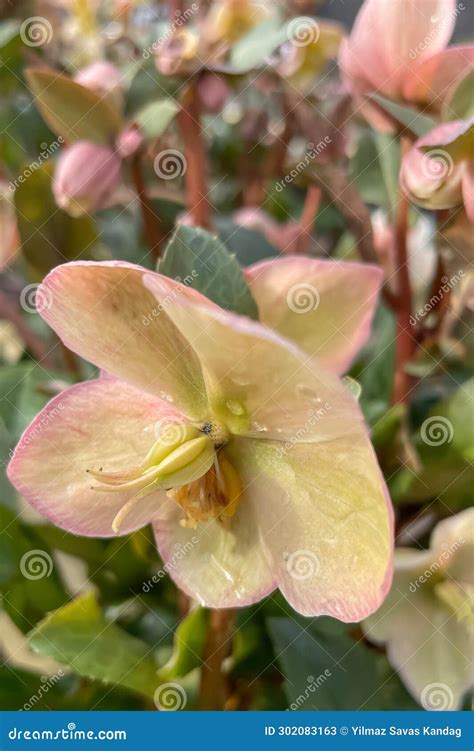 Helleborus Roseus is a Species of Flowering Plant in the Rose Family ...