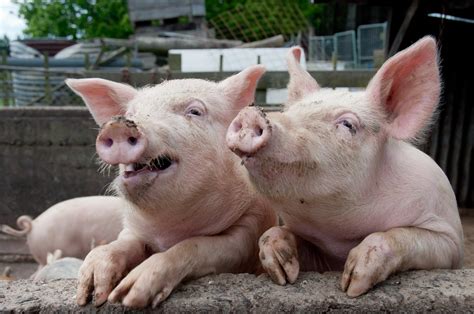 10 Surprising Facts About Pigs | The Pig Site