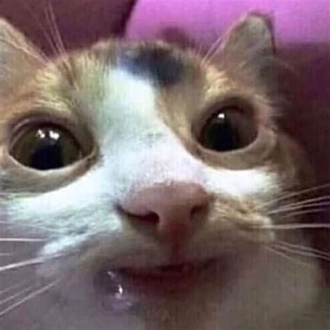 84+ Cat Making Funny Face Meme