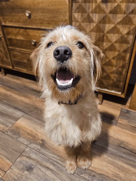 Meet Tez, our Straight-Haired Labradoodle 🐾 Looking for Shedding Advice ...