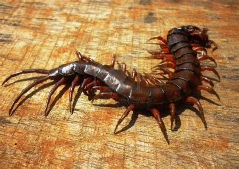 Centipede Pest Control | Centipede, Best pest control, Insects