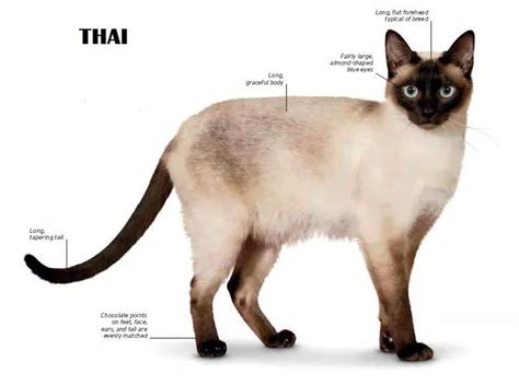 ปักพินโดย maxinjo ใน Thai Cat