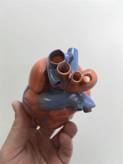 Макет сердца человека | 3DminiLAB