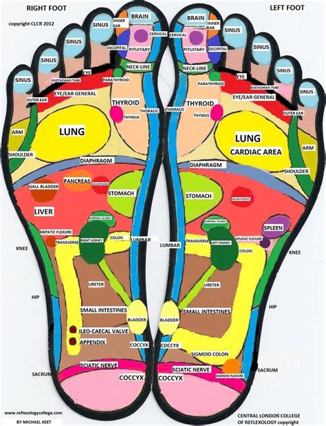Reflexology Foot Chart, Reflexology Treatment, Reflexology Massage ...