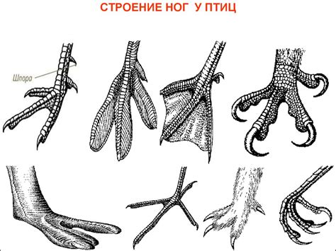 Класс птицы - презентация онлайн