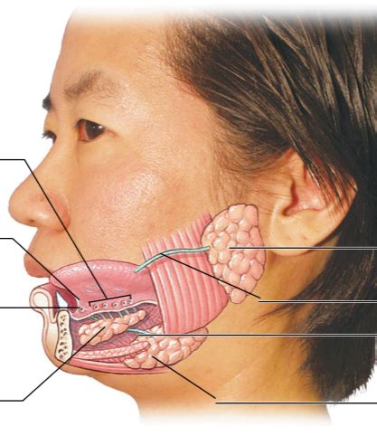 Book Pictures Salivary Glands & Ducts Diagram | Quizlet