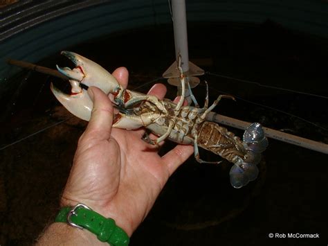 Super Yabbies and Yabby Farming in NSW | Australian Aquatic Biological