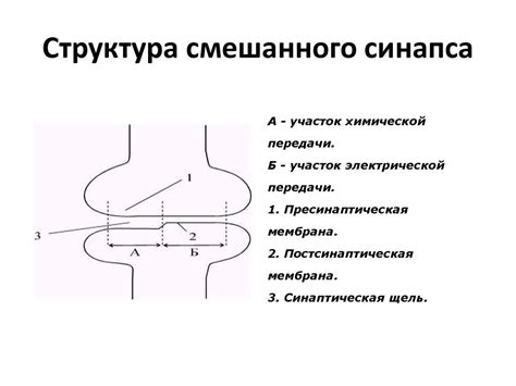 Синапс. Классификация синапсов - презентация онлайн