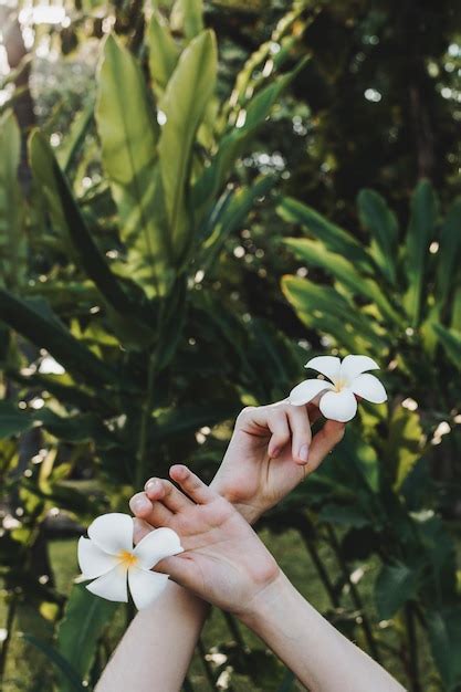 Mains De Femme Tenant Des Fleurs De Plumeria Ou De Frangipanier Dans ...