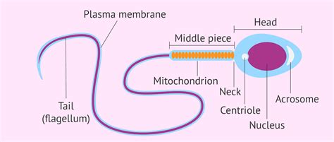What’s the Function of a Sperm Cell? - Definition & Structure