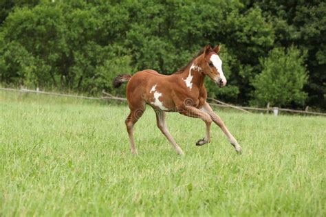 Nice Paint Horse Foal Running In Autumn Stock Photo - Image of paint, autumn: 34751076