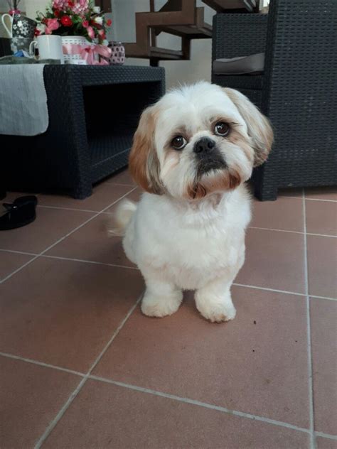 Teddy Bear Dog Haircut Shih Tzu - Shih Tzu Dog