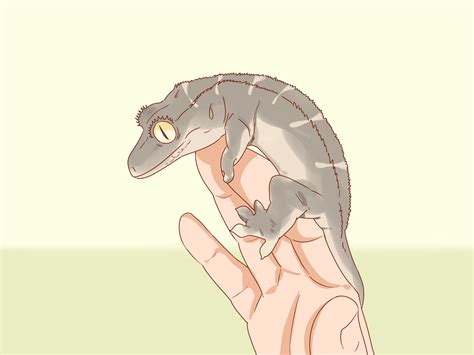 best gecko biting step by step 8