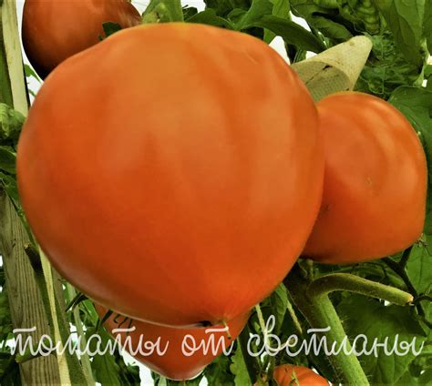 Минусинский коричневый - семена томатов