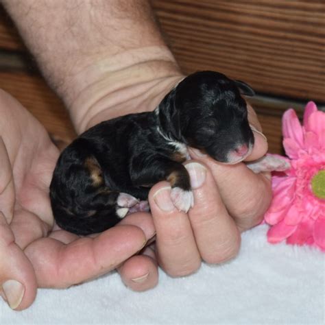 F1B Tiny/Micro-Mini Bernedoodles