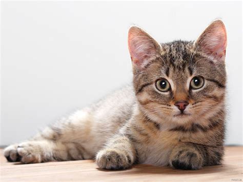 Cat Wallpapers - Wallpaper Cave