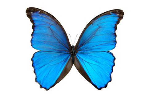 blue butterfly images   blue butterfly images png