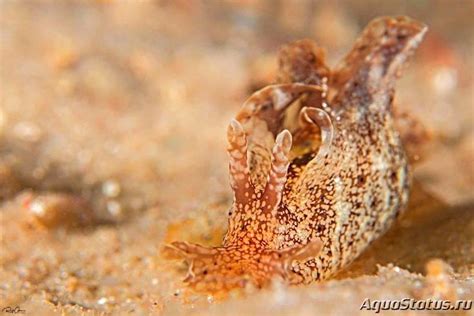 Заяц морской Аплизия сетчатая ( Аplysia reticulata ) (Справочник ...