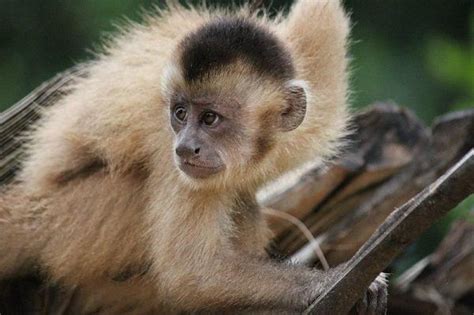 20 Most Critically Endangered Monkey Species - Endangered Primates List ...