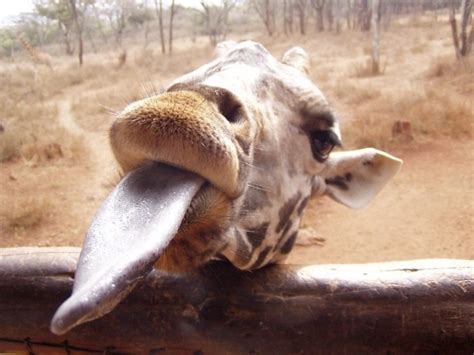 giraffa