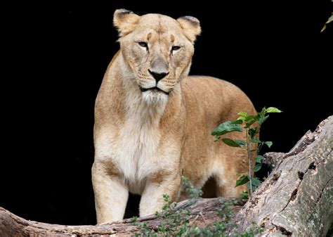 Free Images : animal, female, wildlife, wild, zoo, natural, fauna, lion ...