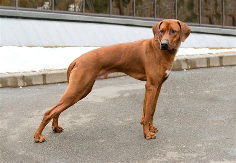 Rhodesian Ridgeback Rhodesian Ridgeback Dog Compl 3
