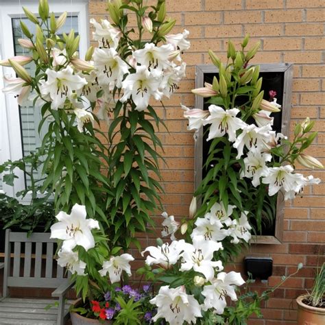 Lilium 'Pretty Woman', Lily 'Pretty Woman' (Other) - uploaded by @Leoni