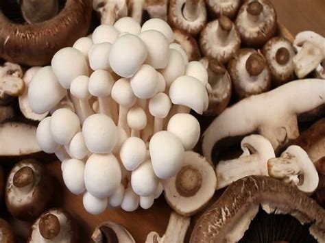 nutritional   health benefits  mushroom