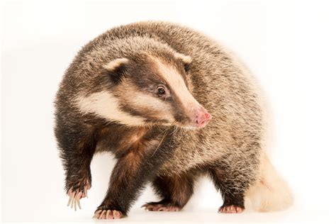 Hog Badger (Arctonyx collaris) - Joel Sartore