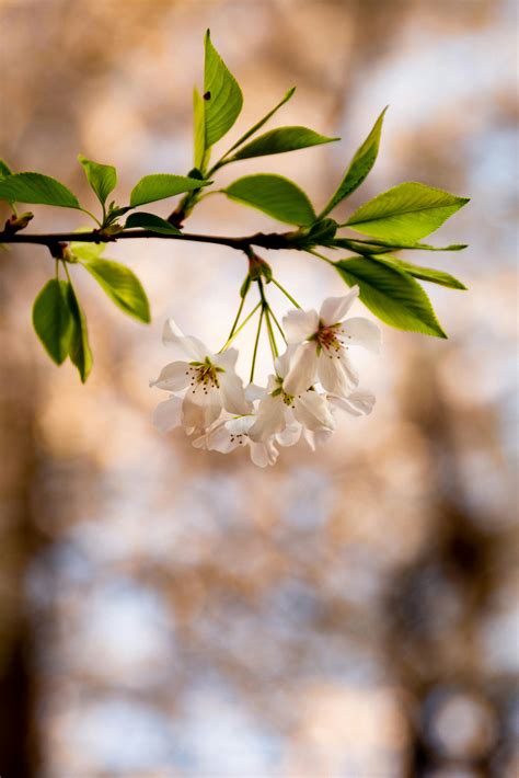 cute lockscreen amoled top 8