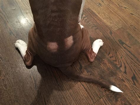 How Much Is Heartworm Injection For Dogs
