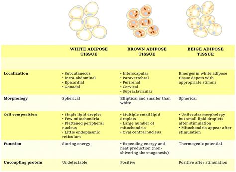 Foods High In Adipose Tissue at Angela Harper blog