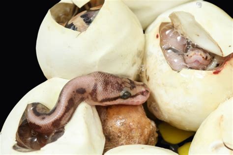 ball python eggs laying  incubation