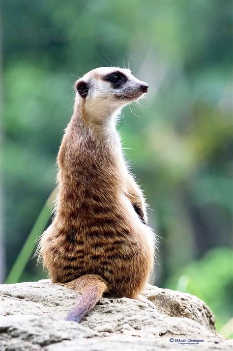 HD wallpaper: animals, Many, meerkat, Stones, Suricata, Suricatta ...