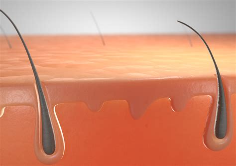 Skin Cross Section 3D Model $240 - .fbx .max - Free3D