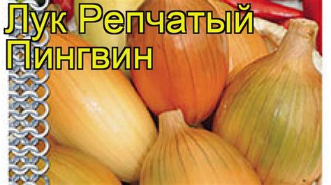 Лук репчатый Пингвин (Лук репчатый). Краткий обзор, описание ...