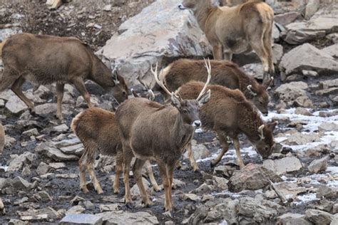 2021 Tibet Snow Leopard Expedition - The Land of Snows